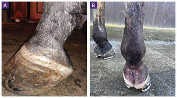 Are equine sarcoids hereditary?