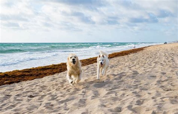Can dogs go on allhallows beach?