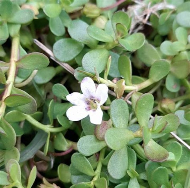 Can you grow bacopa from seed?