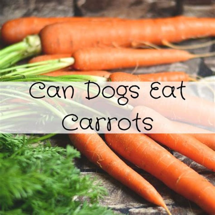 Could dogs have carrots?