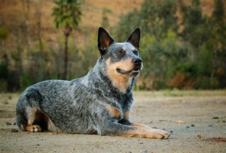 Do blue heelers shed?