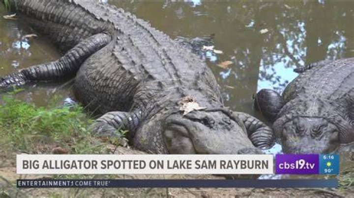 Do lake piru have alligators?
