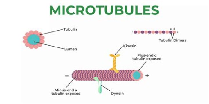 Do plants have tubulin?