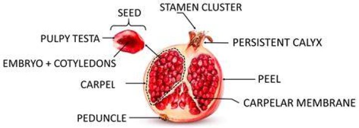 Do pomegranate arils go bad?