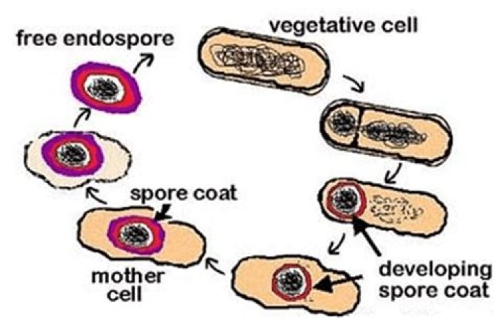During normal cooking spores of bacteria multiply?