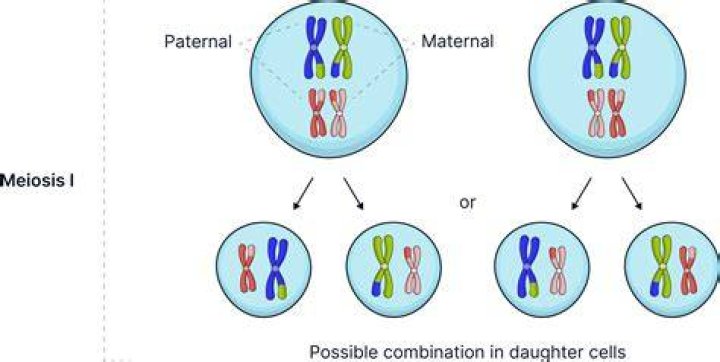During which phase of meiosis does genetic variation increase?