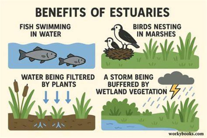 How estuaries are important?