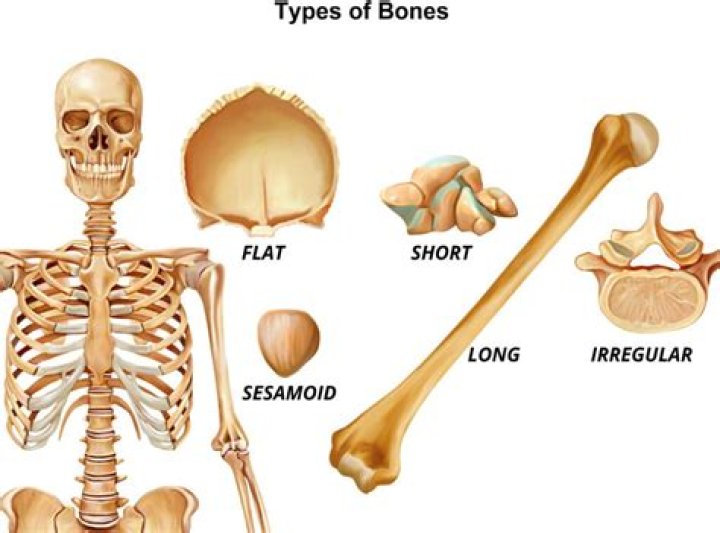 How many different kinds of bones are there?