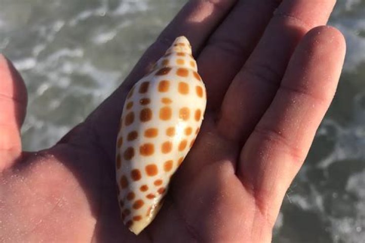 How to find a junonia?