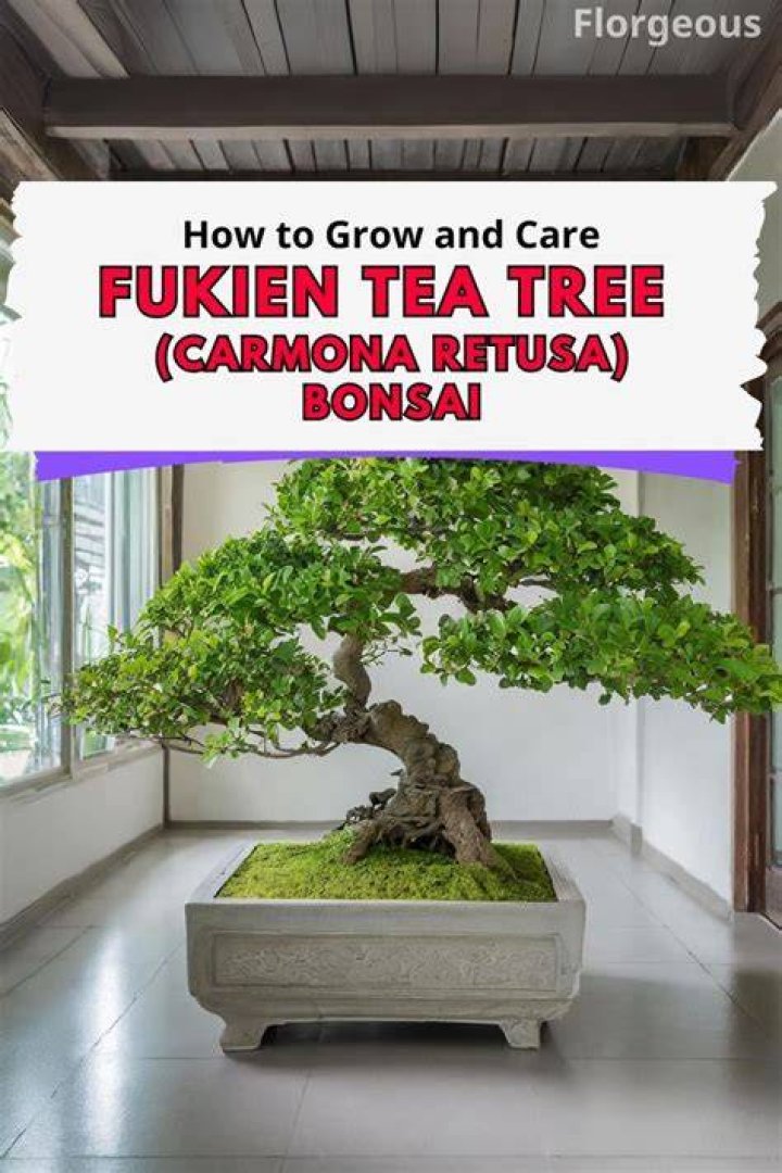 How to grow fukien tea from cuttings?