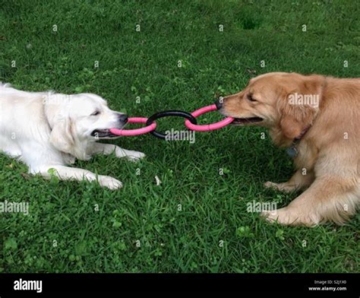 How to play tug of war with puppy?