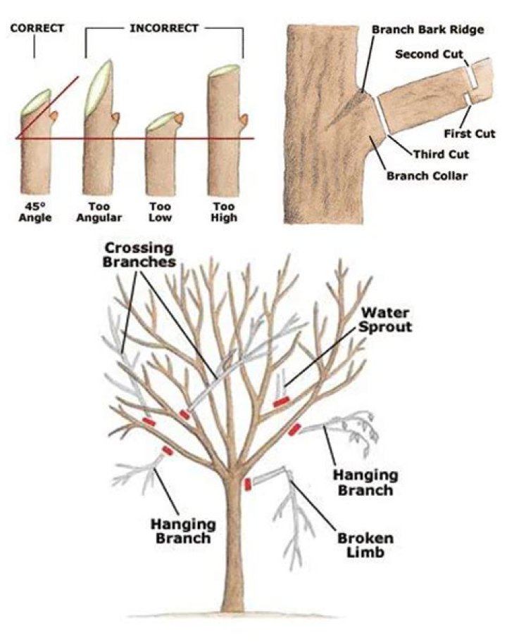 How to prune a jacaranda tree?