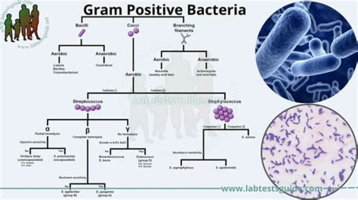 How to spell gonococcus?