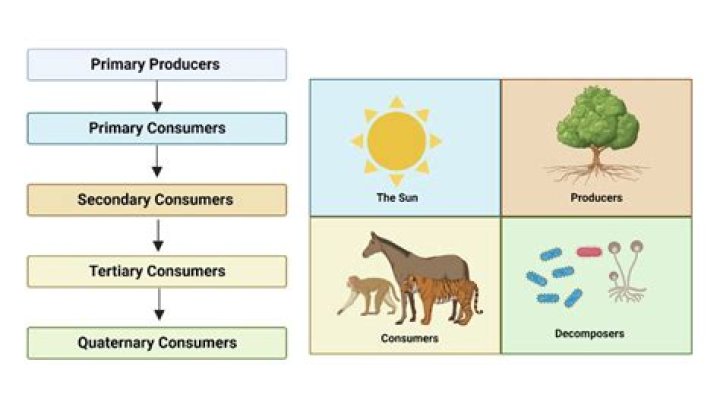 In ecosystems primary consumers are?