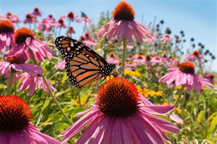 Is monarchs native to ontario?