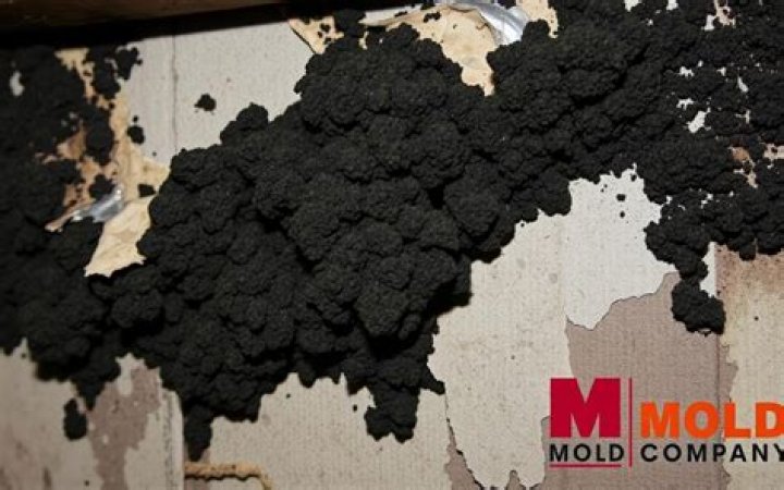 Is ochratoxin a black mold?