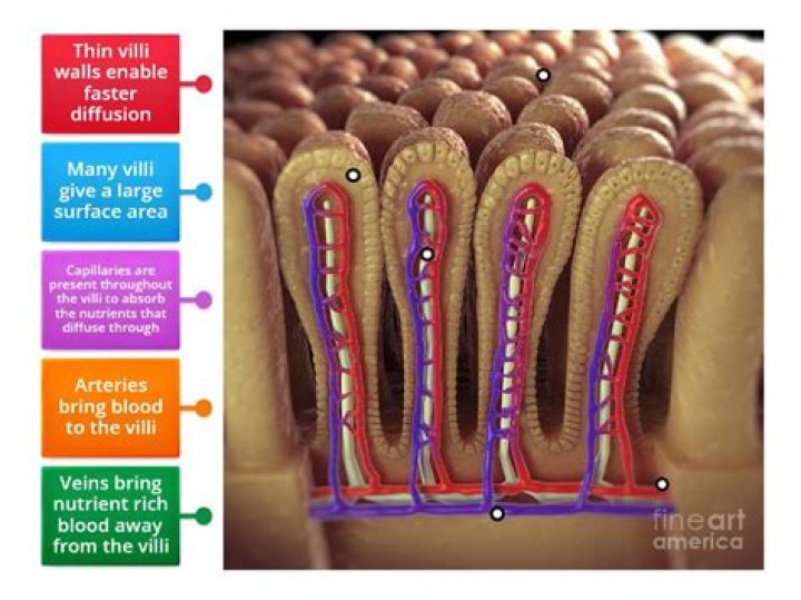 What do villi do?