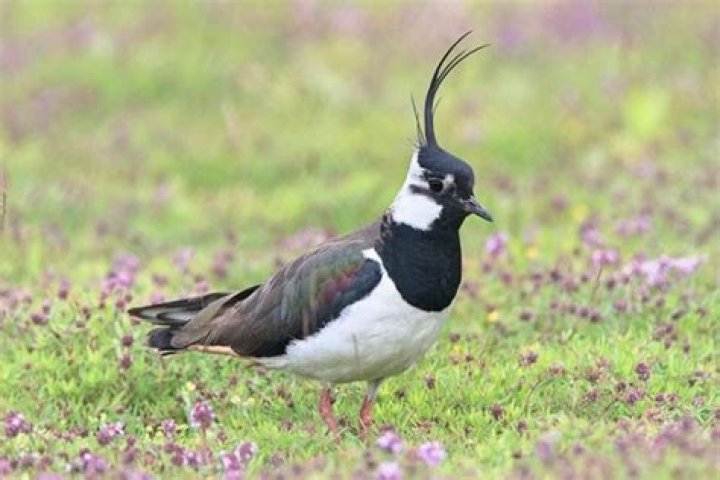 What does a lapwing look like?