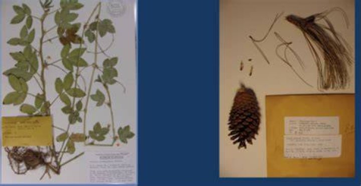 What does dendrology mean?