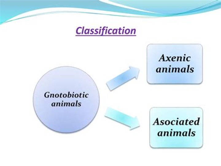 What is gnotobiotic animals?