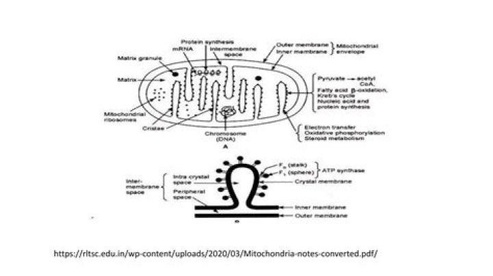 What is the ultrastructure of mitochondria?
