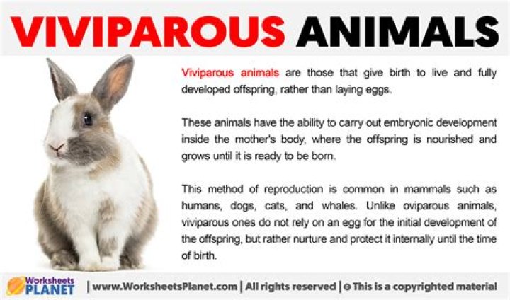 What is viviparous in biology?