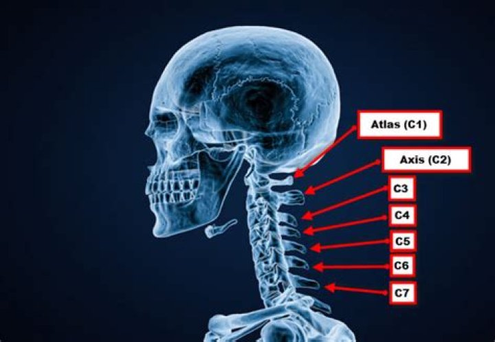 Whats the bone on the back of your neck?