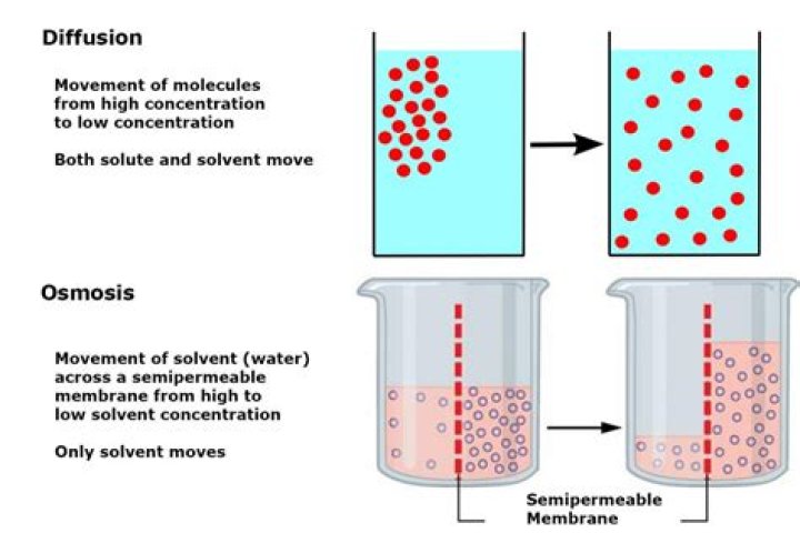 When diffusion occurs molecules move from a?