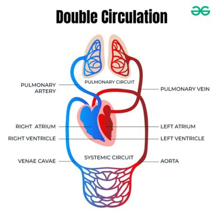 When is a double circulatory system?