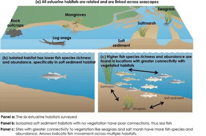 When to fish estuaries?