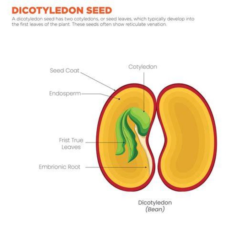 When to pinch cotyledons?