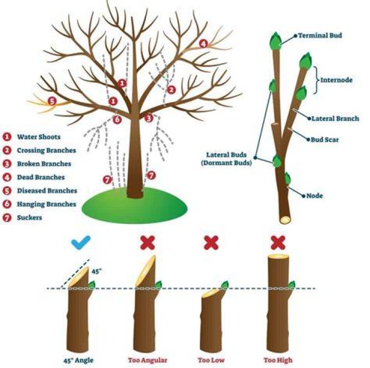 When to trim basswood trees?