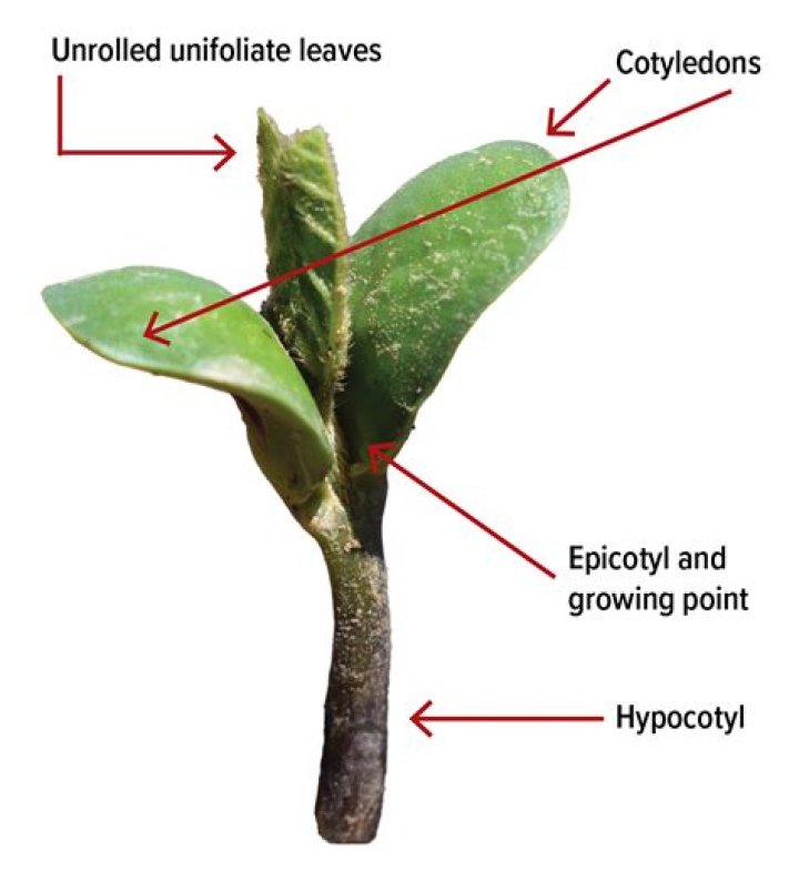 Where are cotyledons located?
