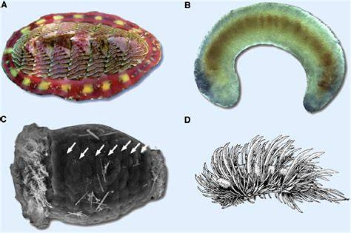 Where did molluscs derive from?