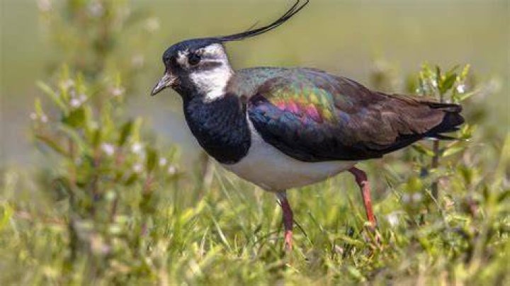 Where do lapwings live?