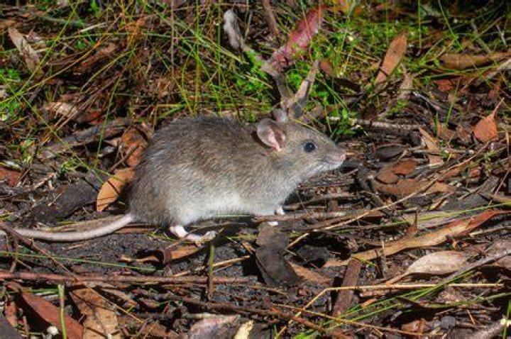 Where does rodent live?
