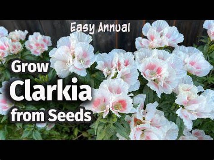 Where to plant clarkia?