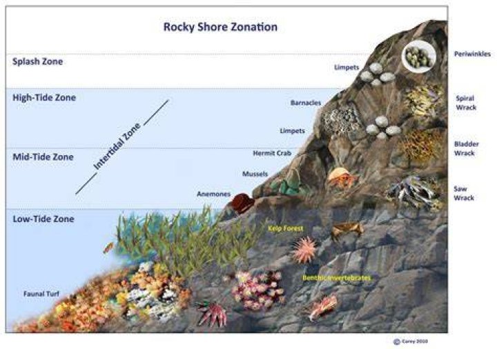 Which ecosystems are found in intertidal zones?