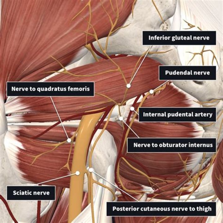 Which nerve innervates piriformis muscle?