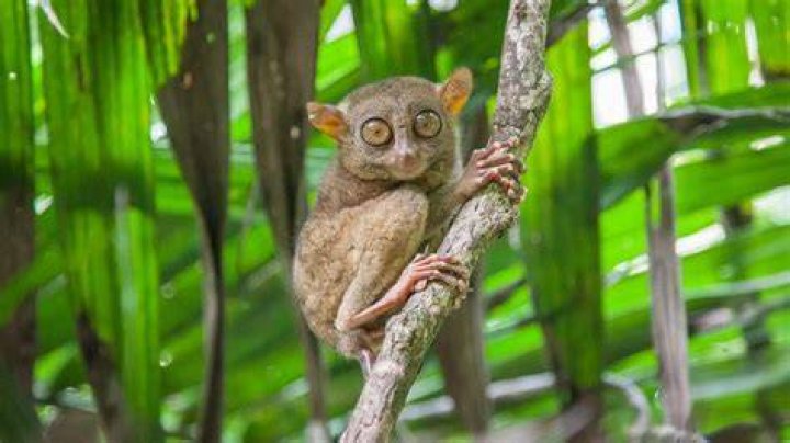 Which traits do tarsiers share with anthropoids?