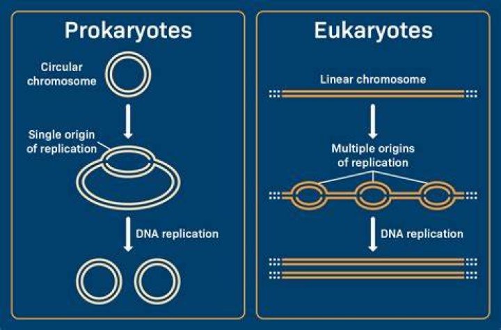 Why are prokaryotes not monophyletic?
