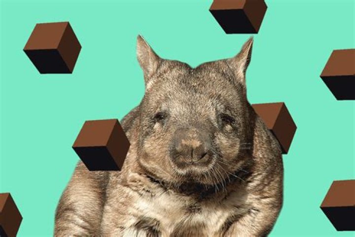 Why are wombat scats cubic?