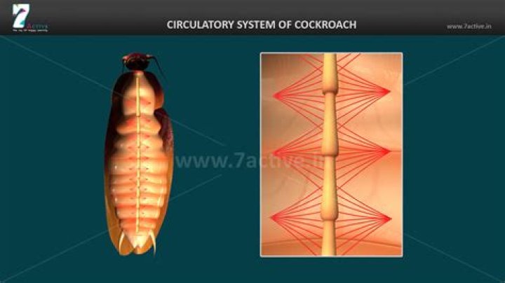 Why circulatory system in cockroach is open type?