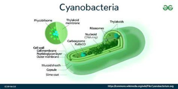 Why cyanobacteria were placed in algae previously?