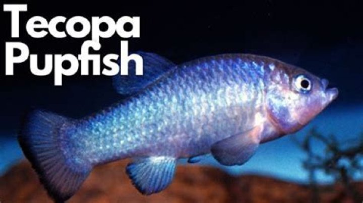 Why did the tecopa pupfish go extinct?