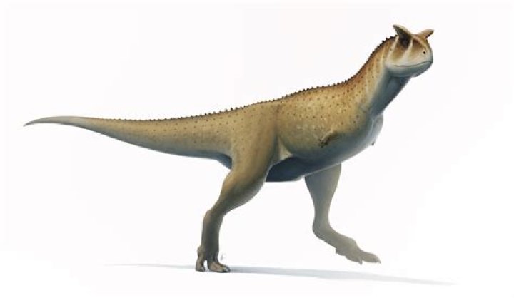 Why do carnotaurus have small arms?