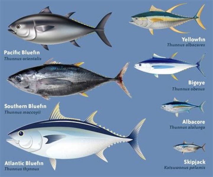 Why is bigeye tuna bad for you?
