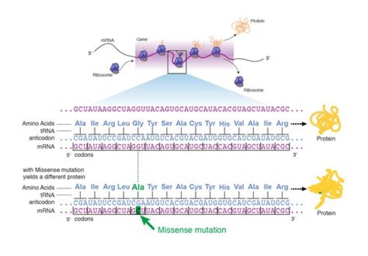 Why is it called a missense mutation?