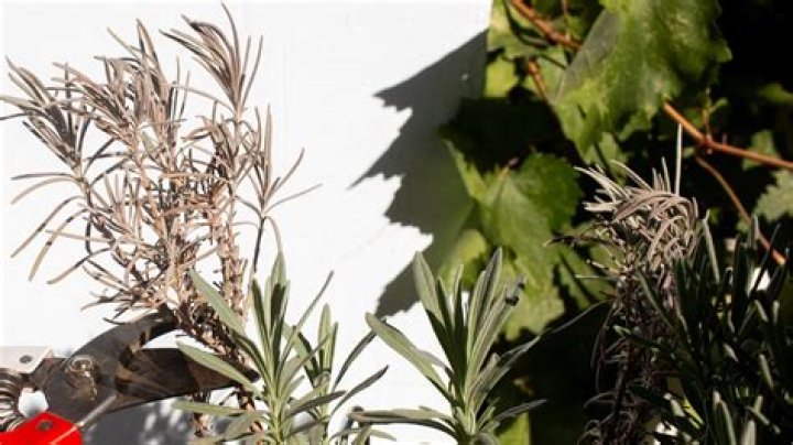 Why is my caryopteris wilting?