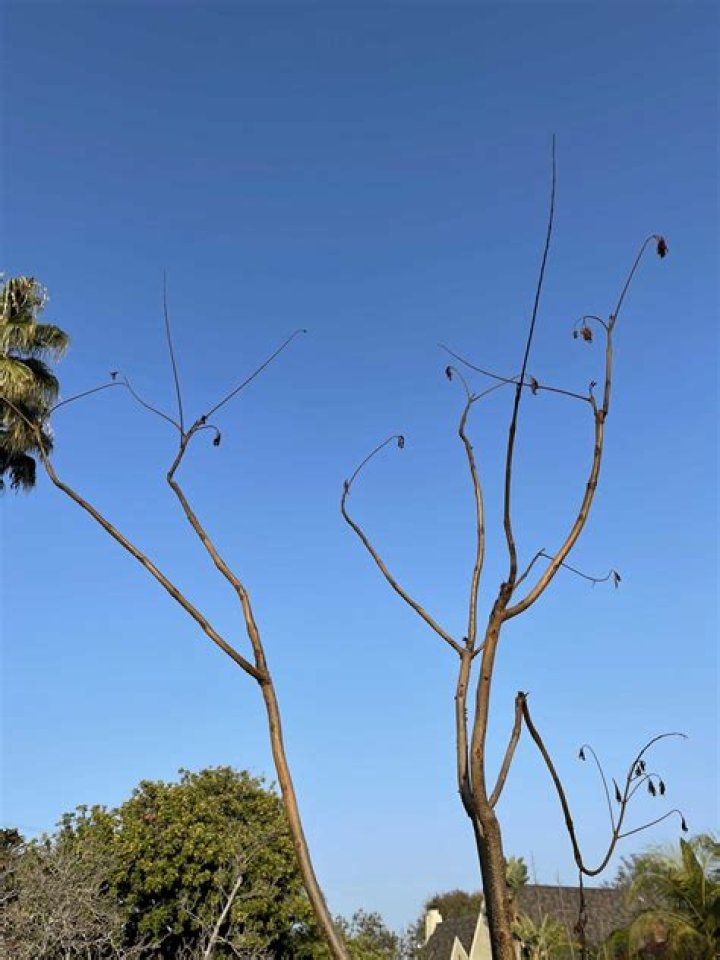 Why is my jacaranda tree dying?
